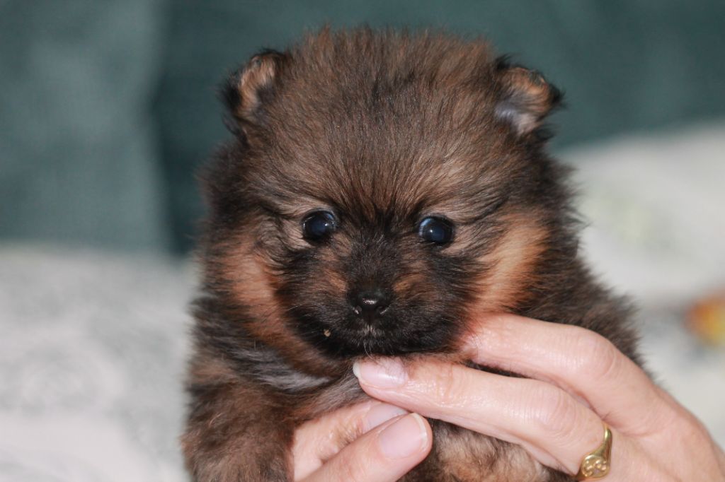 De La Noblesse D'alsace - Chiot disponible  - Spitz allemand