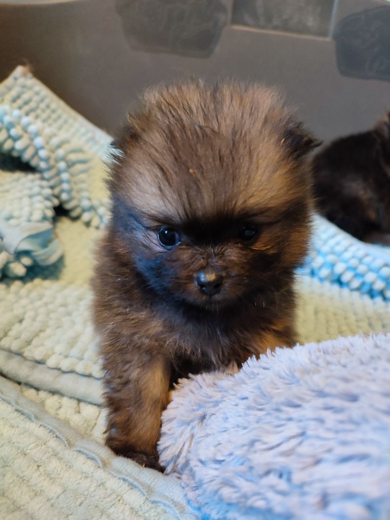 De La Noblesse D'alsace - Spitz allemand - Portée née le 31/08/2023