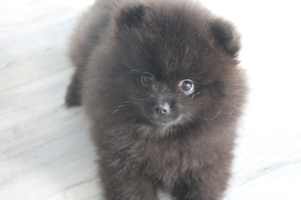 De La Noblesse D'alsace - Spitz allemand - Portée née le 15/09/2020